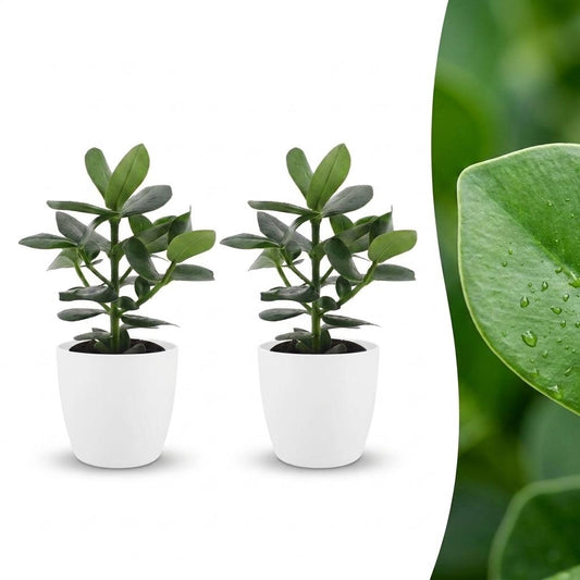 Clusia Princess - Clusia - 2 Plants - with White Pot - Pot 12cm - Height - 40cm