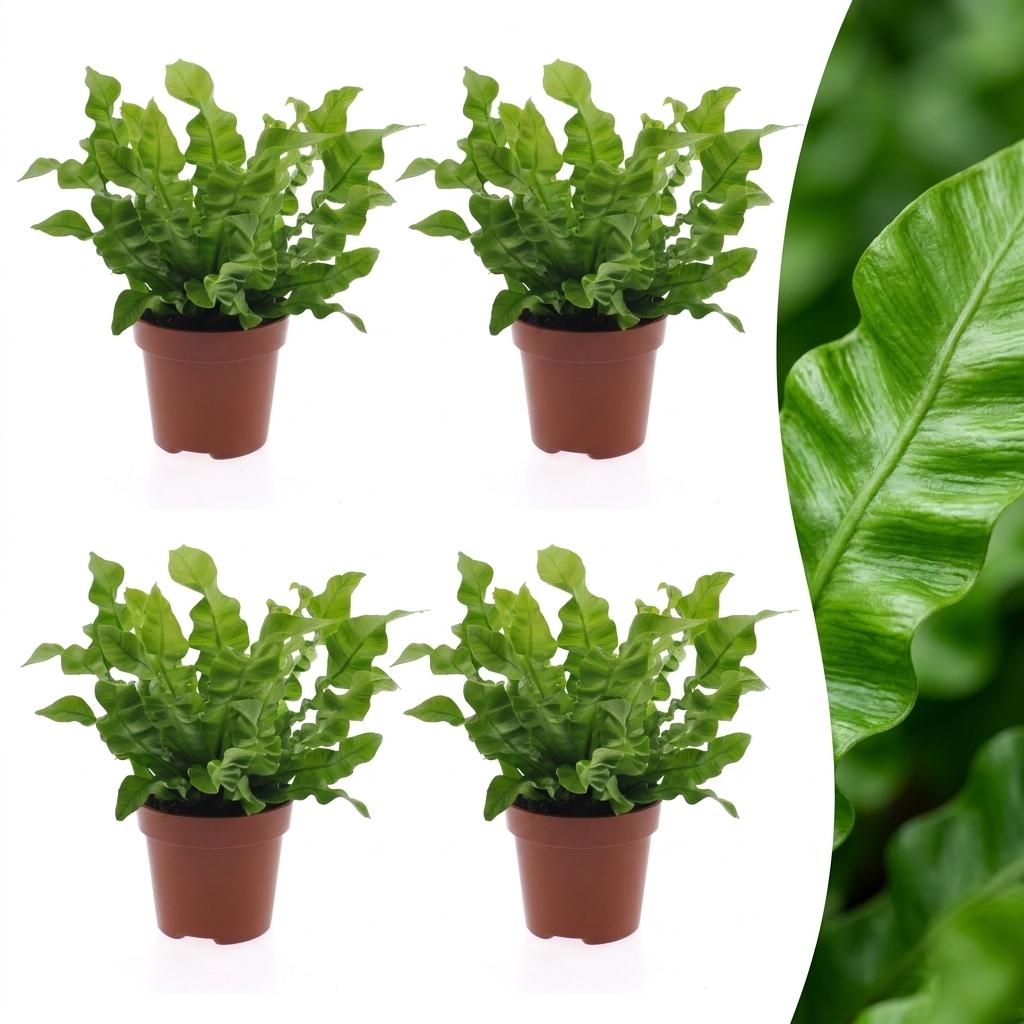 Asplenium Crispy Wave - Asplenium Crispy Wave - 4 Plants - Pot 12cm - Height - 30cm