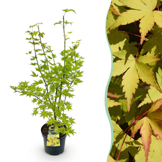 Green boutiQ - Garden Plant - Acer palmatum Summergold - Japanese Maple - Deciduous - Yellow - 1 - Pot 26cm - Height 90cm