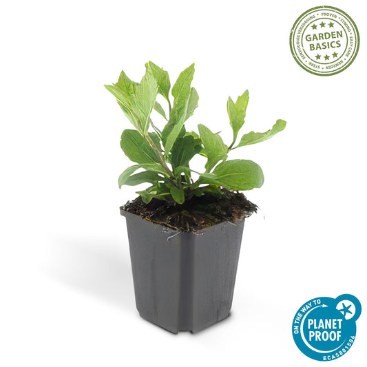 48x Ageratidi di aster 'Asran' - ↕10-25cm - Ø9cm