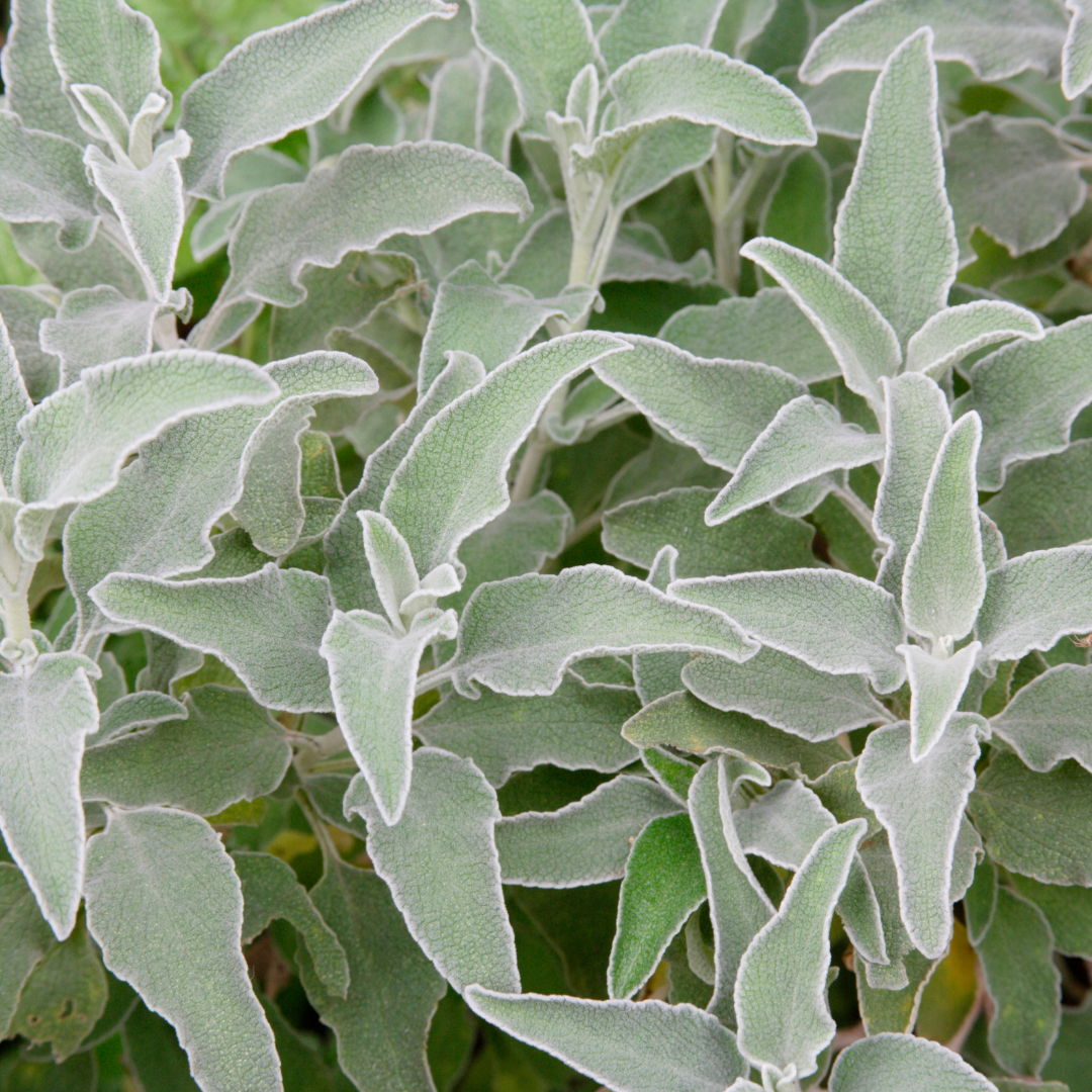 48x Stachys byzantina - ↕10-25cm - Ø9cm