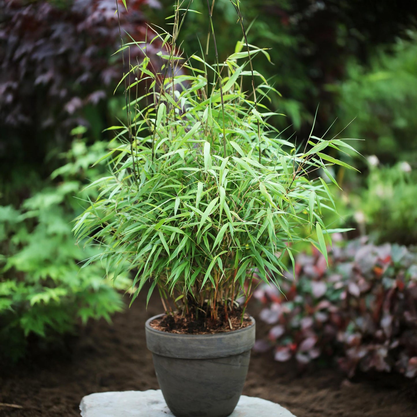 Grasses - Fargesia Asian Wonder - Non-Invasive Bamboo - Evergreen - Green - 4 Plants - Pot 14 cm - Height 35 cm