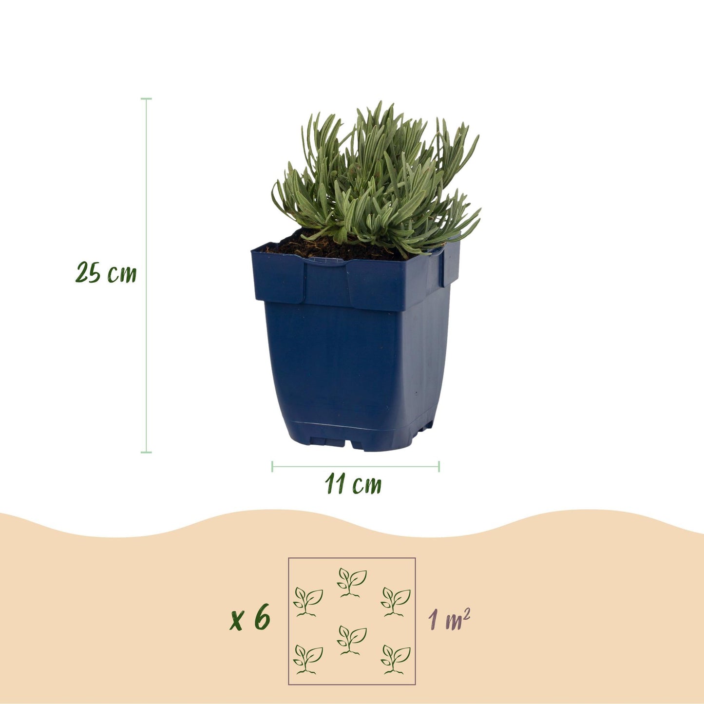 Vasteplant - Lavandula ang. Edelweiss - Lavendel - Geurend - Wit - 12 Planten - Pot 11cm - Hoogte 15-25cm