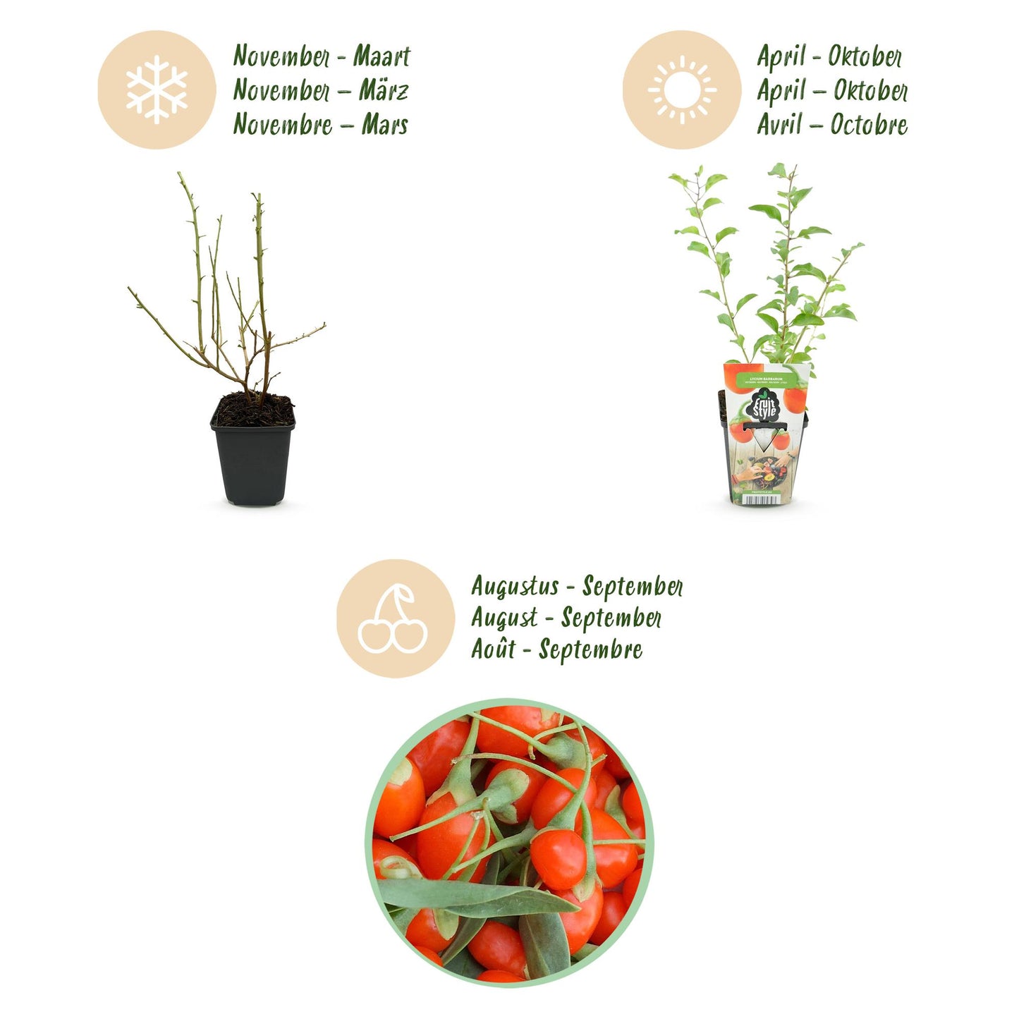 Fruit Plants - Goji Berries - Lycium Barbarum - Hardy - 3 Plants - 9 cm Pot - Orange - Red Fruit