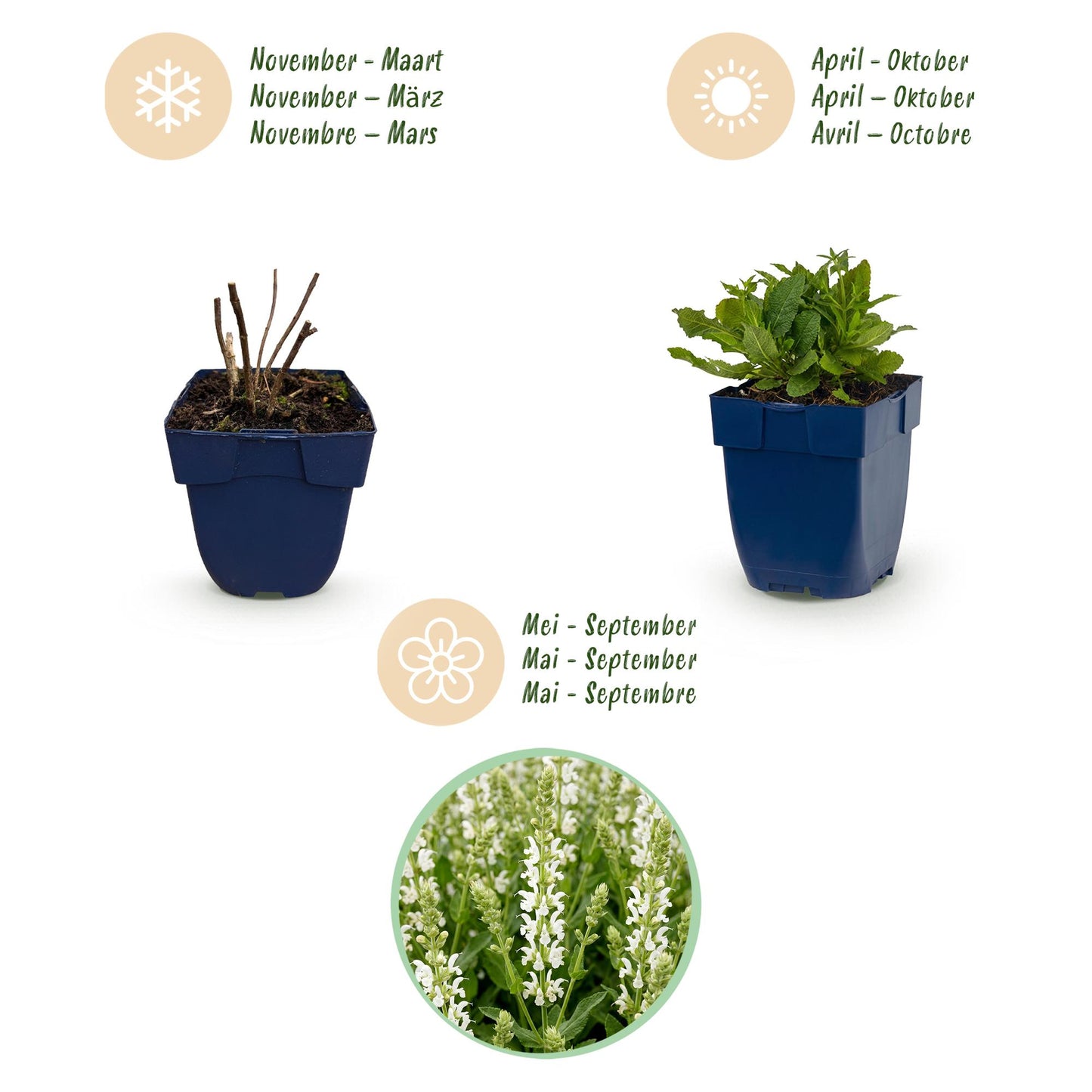 Perennial - Salvia nem. Schneehugel - Sage - Bee and Butterfly Attracter - White - 12 Plants - Pot 11cm - Height 15-25cm
