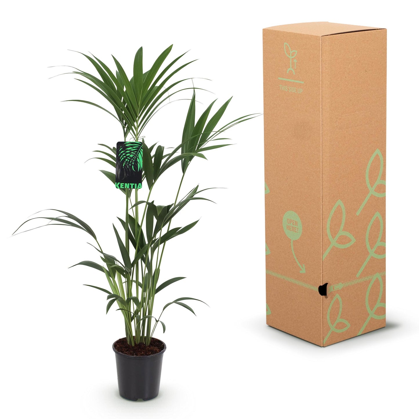 Green boutiQ - Houseplant - Howea Forsteriana - Kentia Palm - Low Maintenance - Green - 1 plant - Pot 24cm - Height 140-150cm