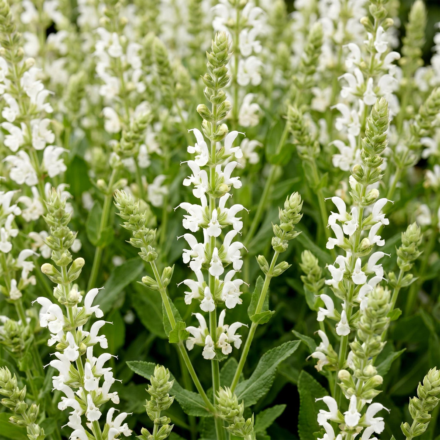 Perennial - Salvia nem. Schneehugel - Sage - Bee and Butterfly Attracter - White - 12 Plants - Pot 11cm - Height 15-25cm