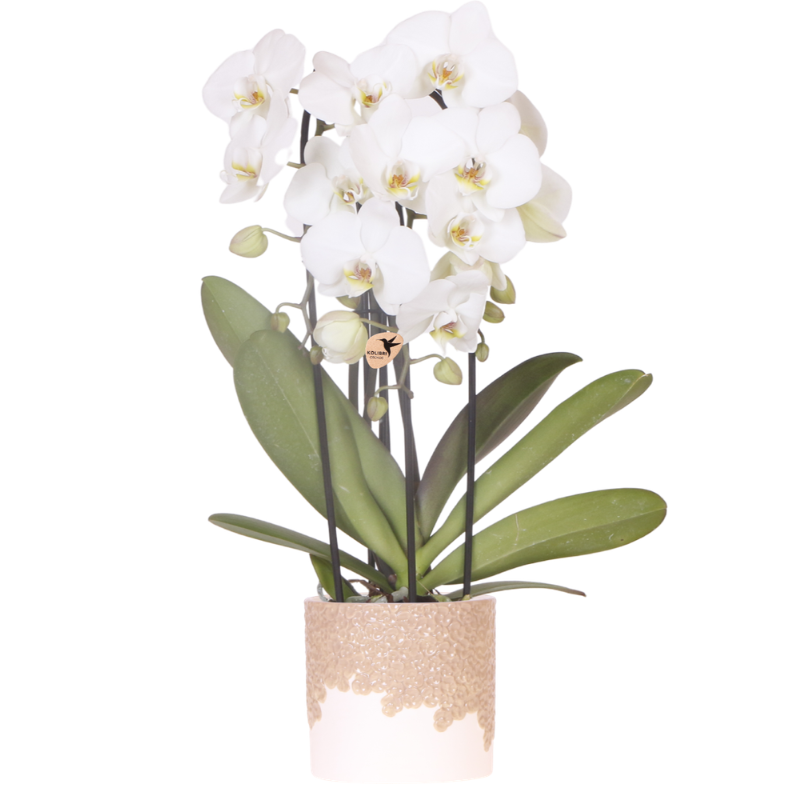 Kolibri Orchids | Witte Niagara Falls orchidee + Bloom sand sierpot – potmaat Ø12cm | bloeiende kamerplant – vers van de kweker