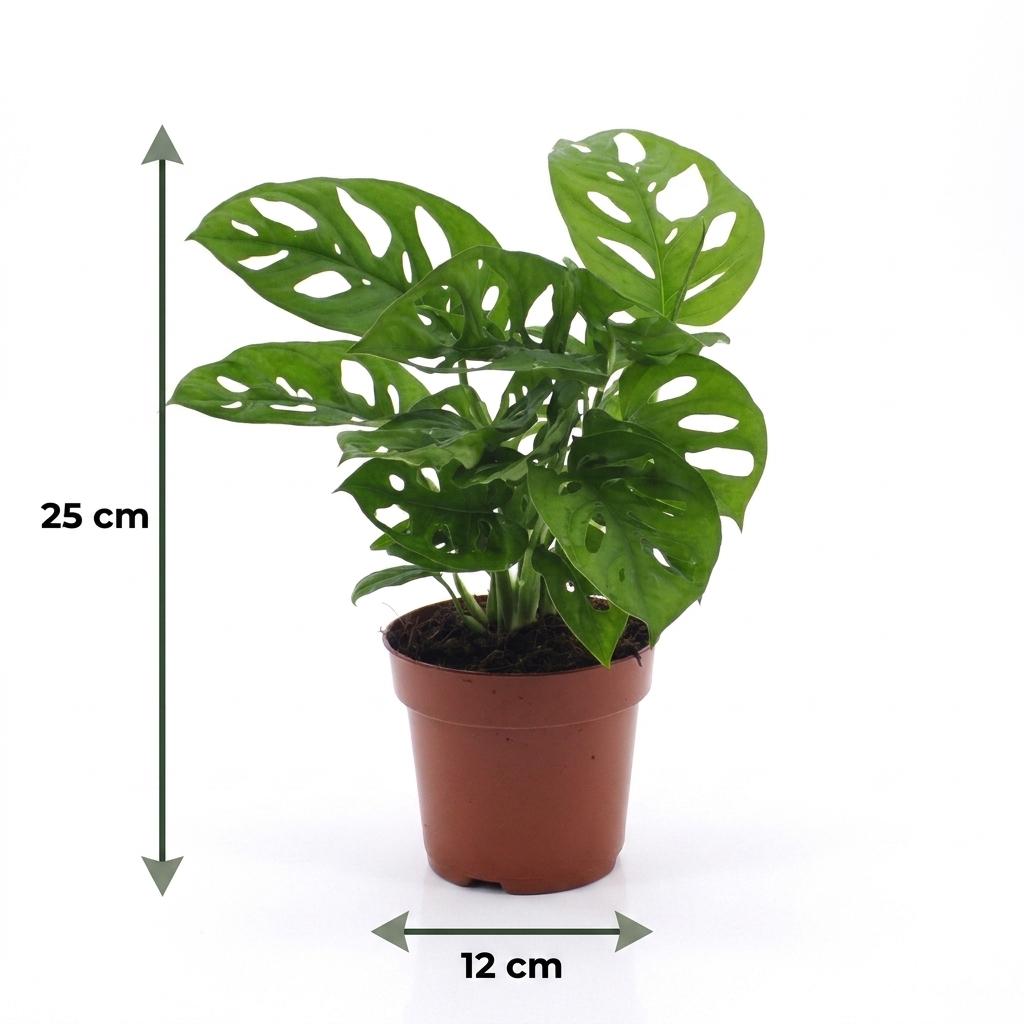 Monstera Adansonii - Rhaphidophora Tetrasperma - 1 Plant - met Potter Grijs - Pot 12cm - Hoogte - 25cm