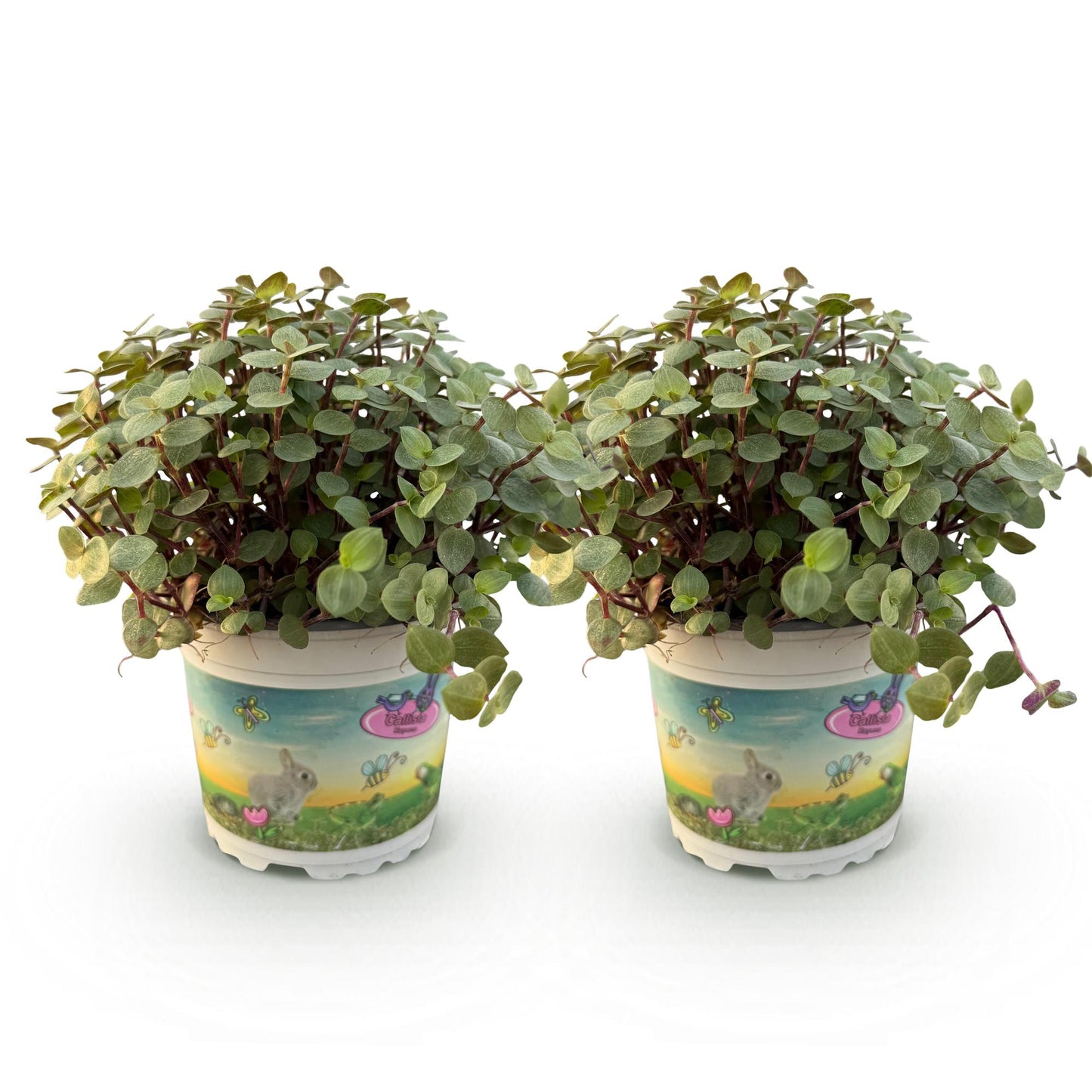Green boutiQ - Houseplant - Calissia repens - Cat grass - Pet-friendly - Green - 2 Plants - 12cm Pot - Height 17-20cm