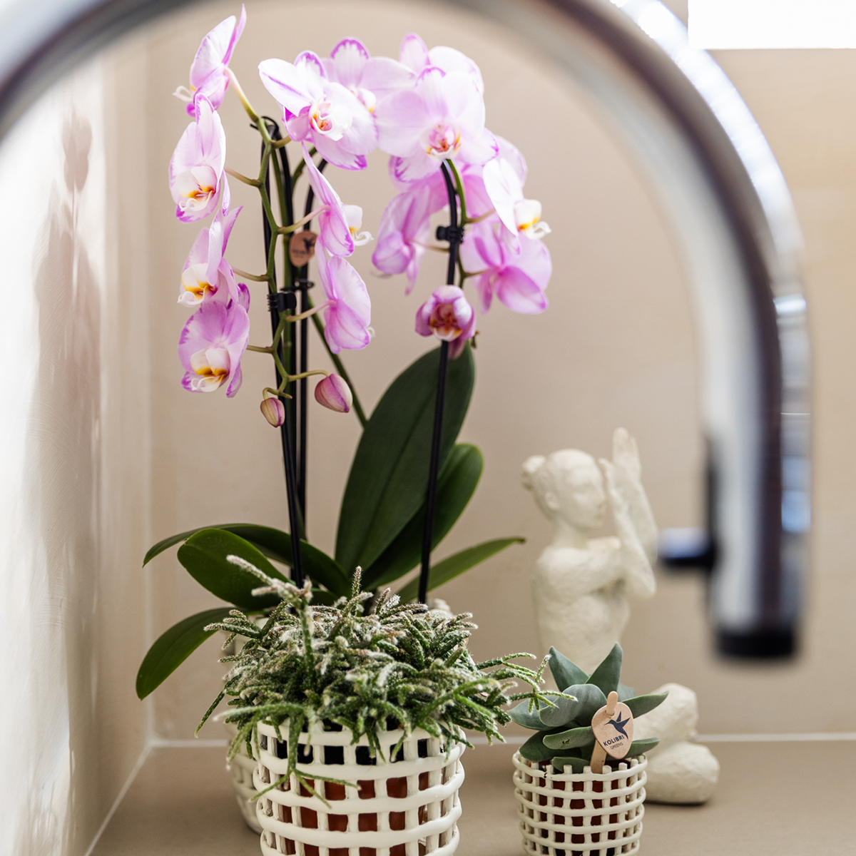 Kolibri Company | Plantenset Mesh White | Roze Niagara Falls orchidee 12 cm + groene planten incl. sierpotten – vers van de kweker