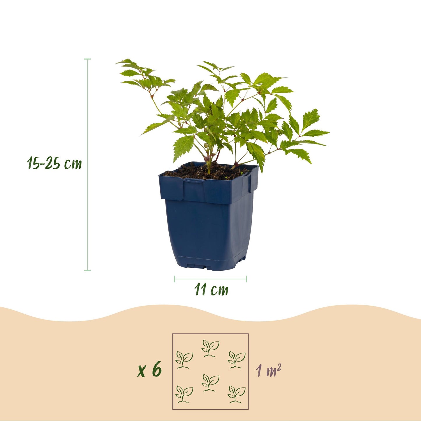 Perennial - Astilbe (J) Germany - False Spirea - Shade - White - 3 Plants - Pot 11cm - Height 15-25cm
