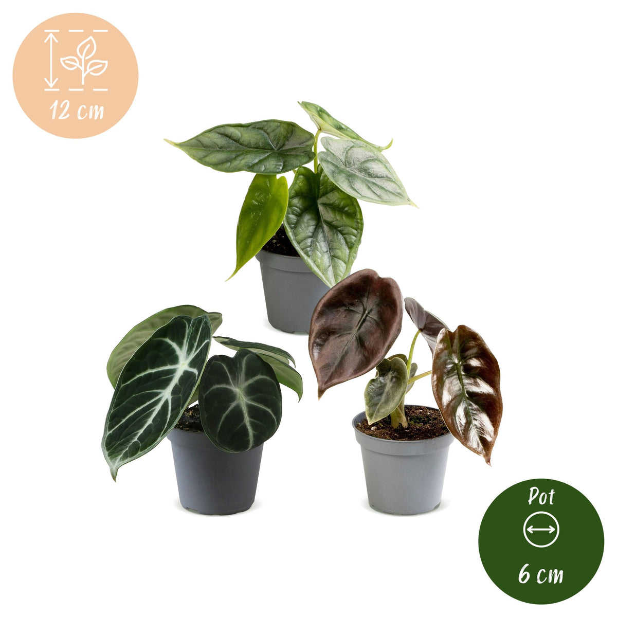 3x Baby Alocasia Tricolour - Rood - Groen - Zwart - Tropisch - Ø6cm - ↕12cm