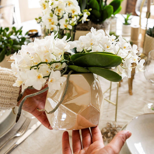 Hummingbird Orchids | White orchid 'Nazaré' + Pearl decorative pot Travertine - pot size Ø9cm | flowering houseplant - fresh from the grower