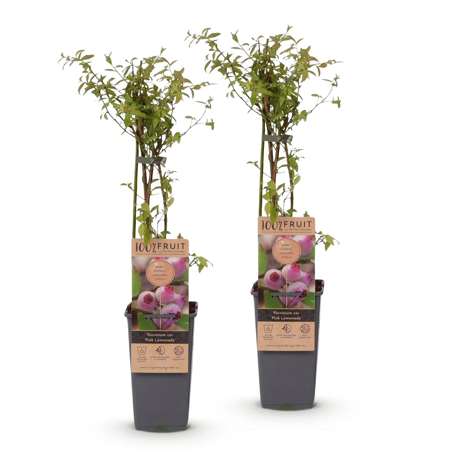 Fruit Plant - Vaccinium cor. Pink Lemonade - Pink Blueberry - Winter Hardy - Pink Berry - 2 Plants - Pot 15cm - Height 50cm