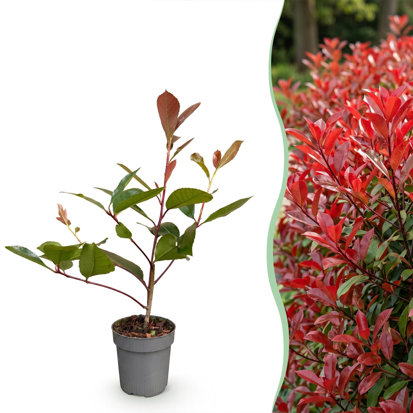 Green boutiQ - 40x Photinia fraseri Red Robin - Glossy Mispel - Hedge Plants - Evergreen - Red - Pot 9cm - Height 25-35cm