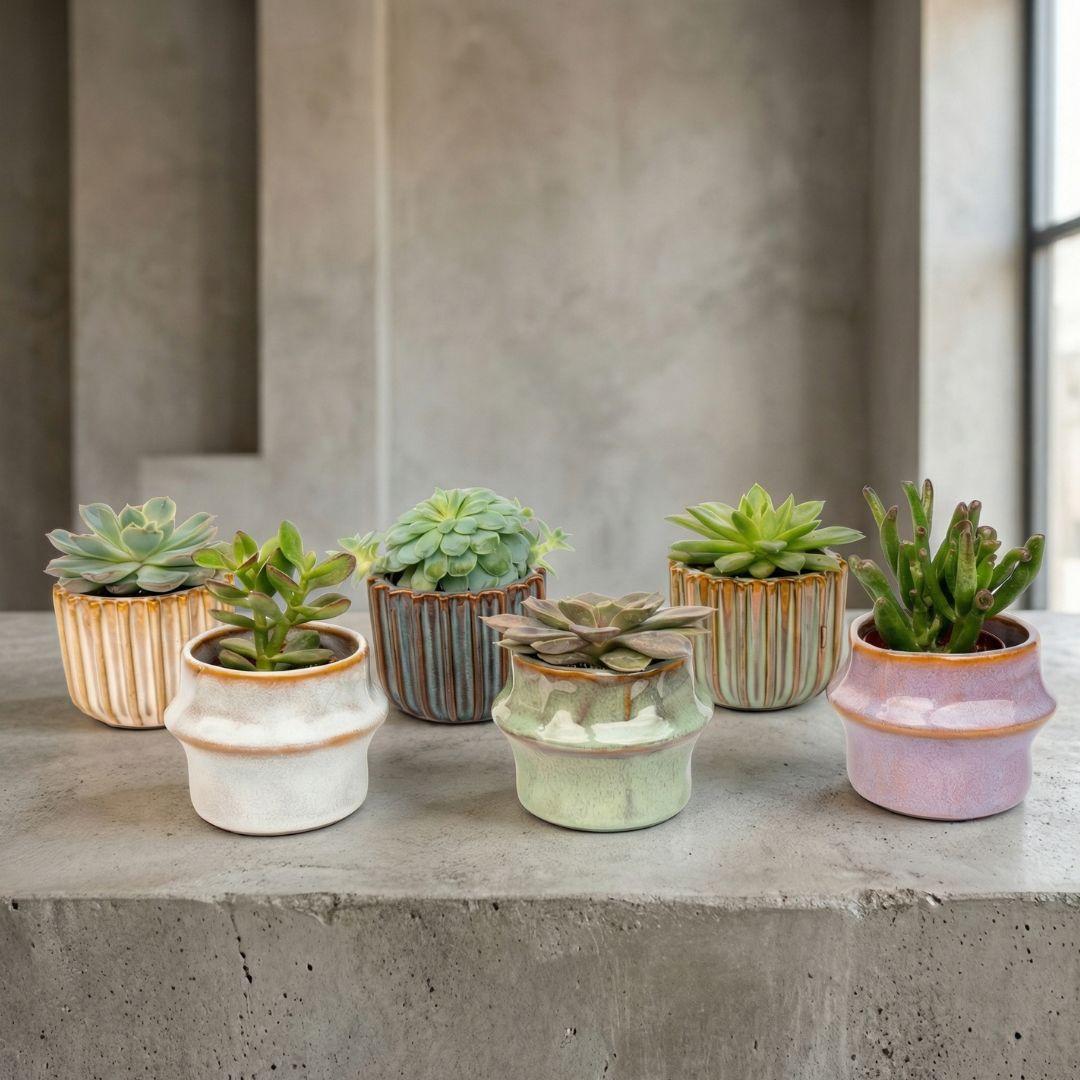 Set di 6 piante grasse in mini vasi in ceramica Barcellona - ↑ 8–12 cm