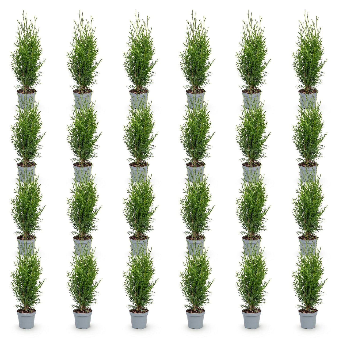 24x Thuja occidentalis Smaragd - American Arborvitae - Hedge Plants - Evergreen - Green - 9cm Pot - 20-30cm Height