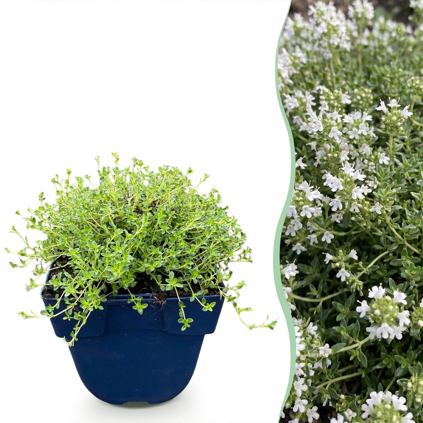Vasteplant - Thymus praecox Albiflorus - Witte kruiptijm - Geurend - Wit - 6 Planten - Pot 11cm - Hoogte 15-25cm