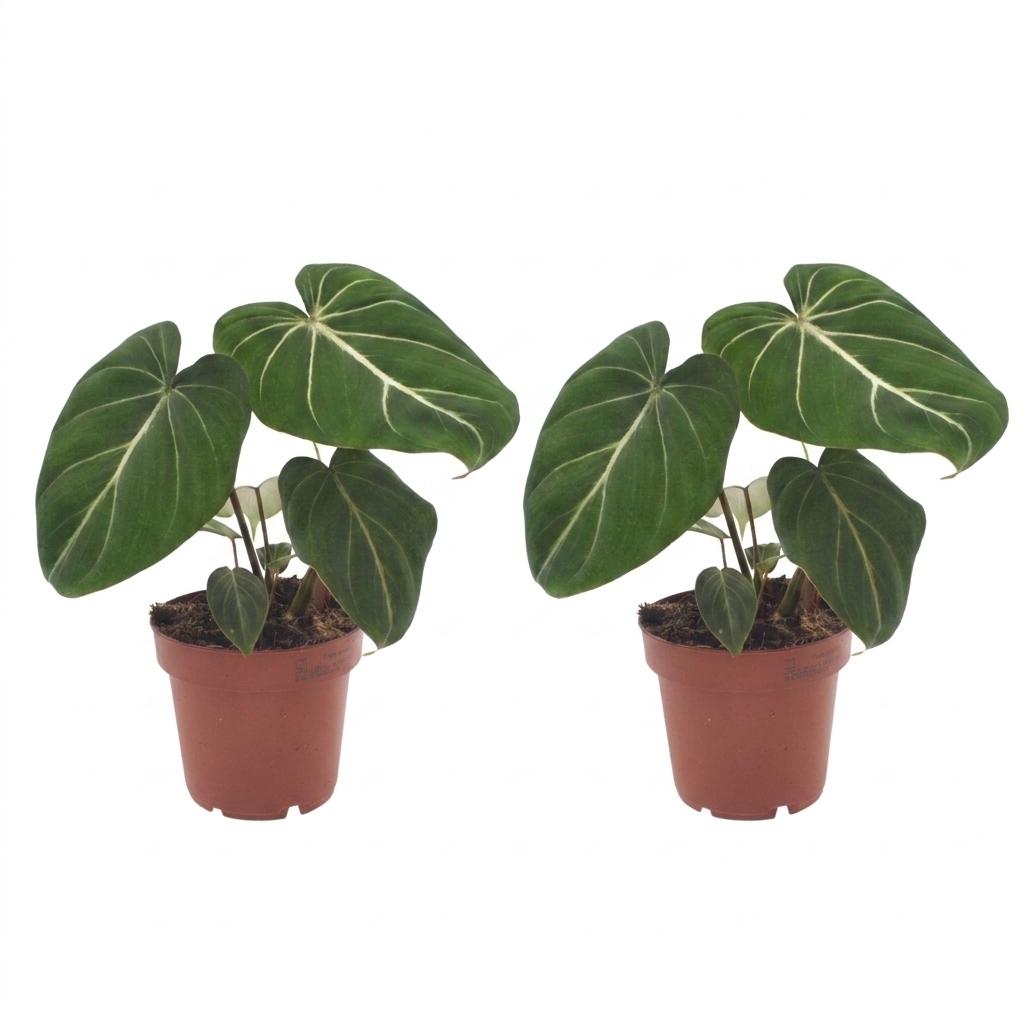 Philodendron Gloriosum - Filodendro Glorioso - 2 Piante - Vaso 12cm - Altezza - 25cm