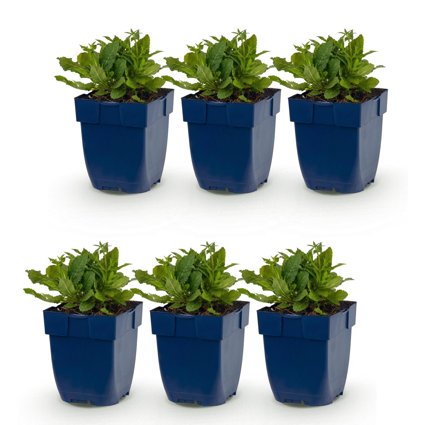 Green boutiQ - Plante vivace - Salvia nem. Schneehügel - Sauge - Attire abeilles et papillons - Blanc - 6 Plantes - Pot 11cm - Hauteur 15-25cm