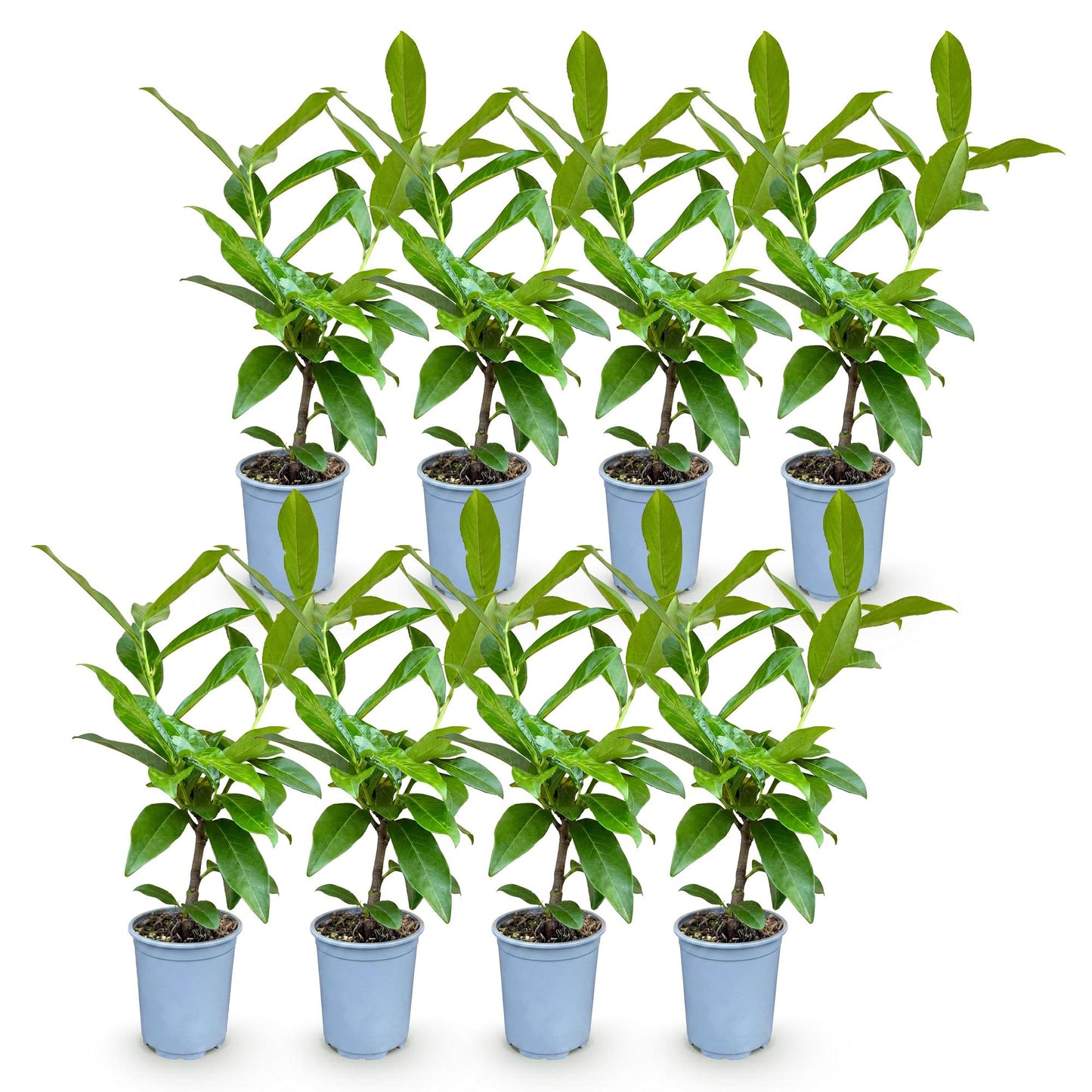 Green boutiQ - 8x Prunus laur. Novita - Cherry Laurel - Hedge Plants - Evergreen - Green - Pot 9cm - Height 25-35cm