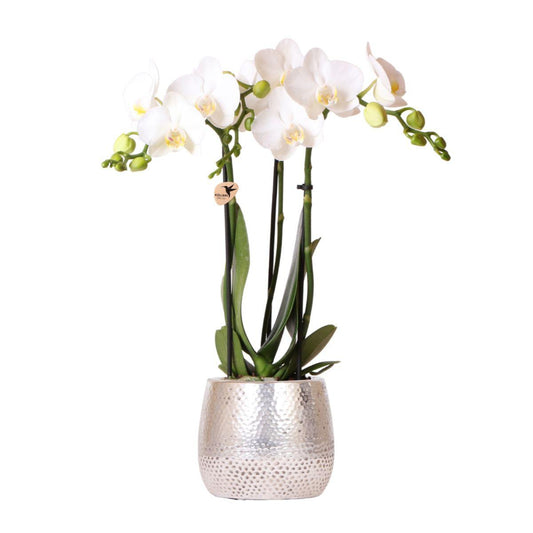 Orchidee colibrì | Orchidea Phalaenopsis bianca - Amabilis + Elite vaso argento - dimensioni vaso Ø9 cm - altezza 35 cm | pianta d'appartamento in fiore - fresca dal coltivatore