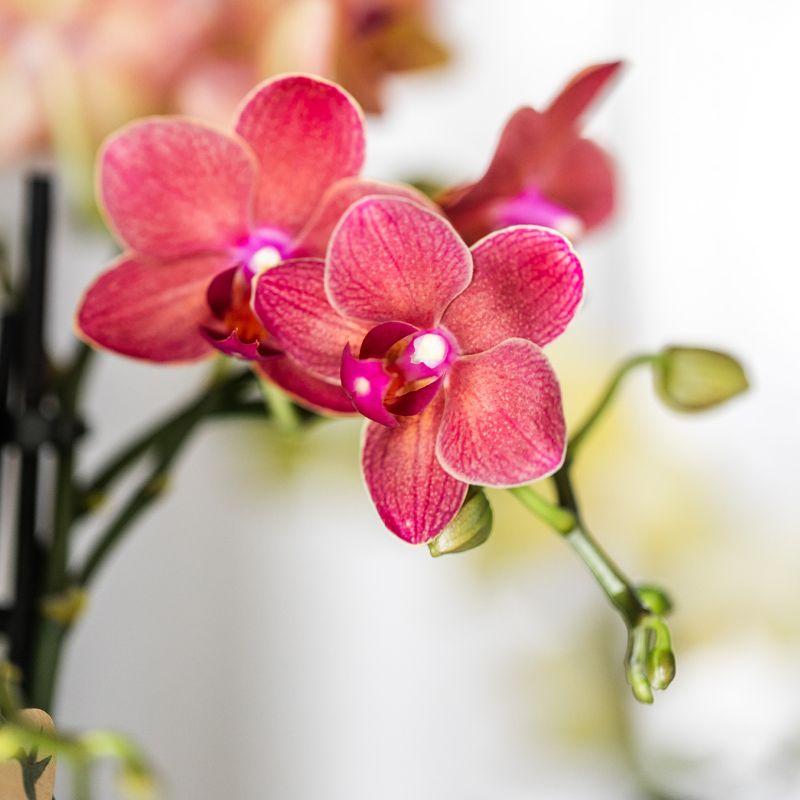 Kolibri Company | Set di piante Orchidea Phalaenopsis rossa Congo e succulente incl. vasi decorativi in ceramica Berry