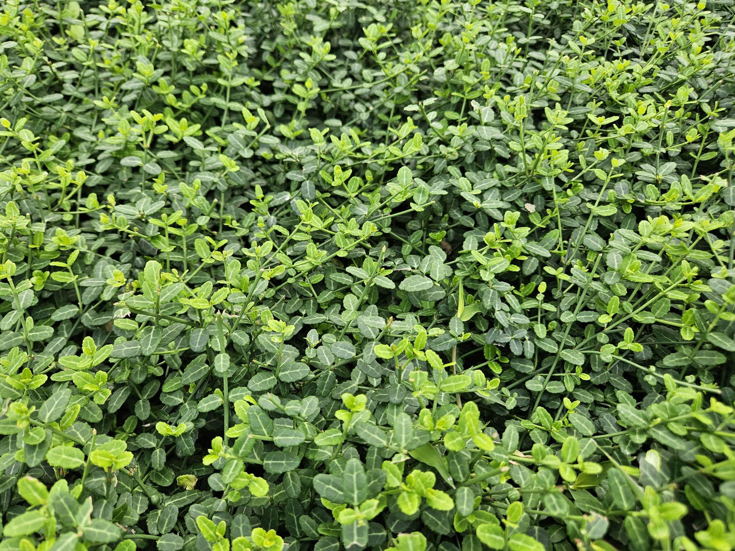 48x Forte Euonymus. 'Minimus' - ↕10-25cm - Ø9cm