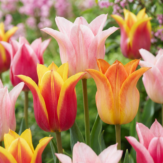 96x Tulipa Ballade mix - Lily-flowered tulip Ballade mix - Various - Spring bloomer - Bulb size 11/12