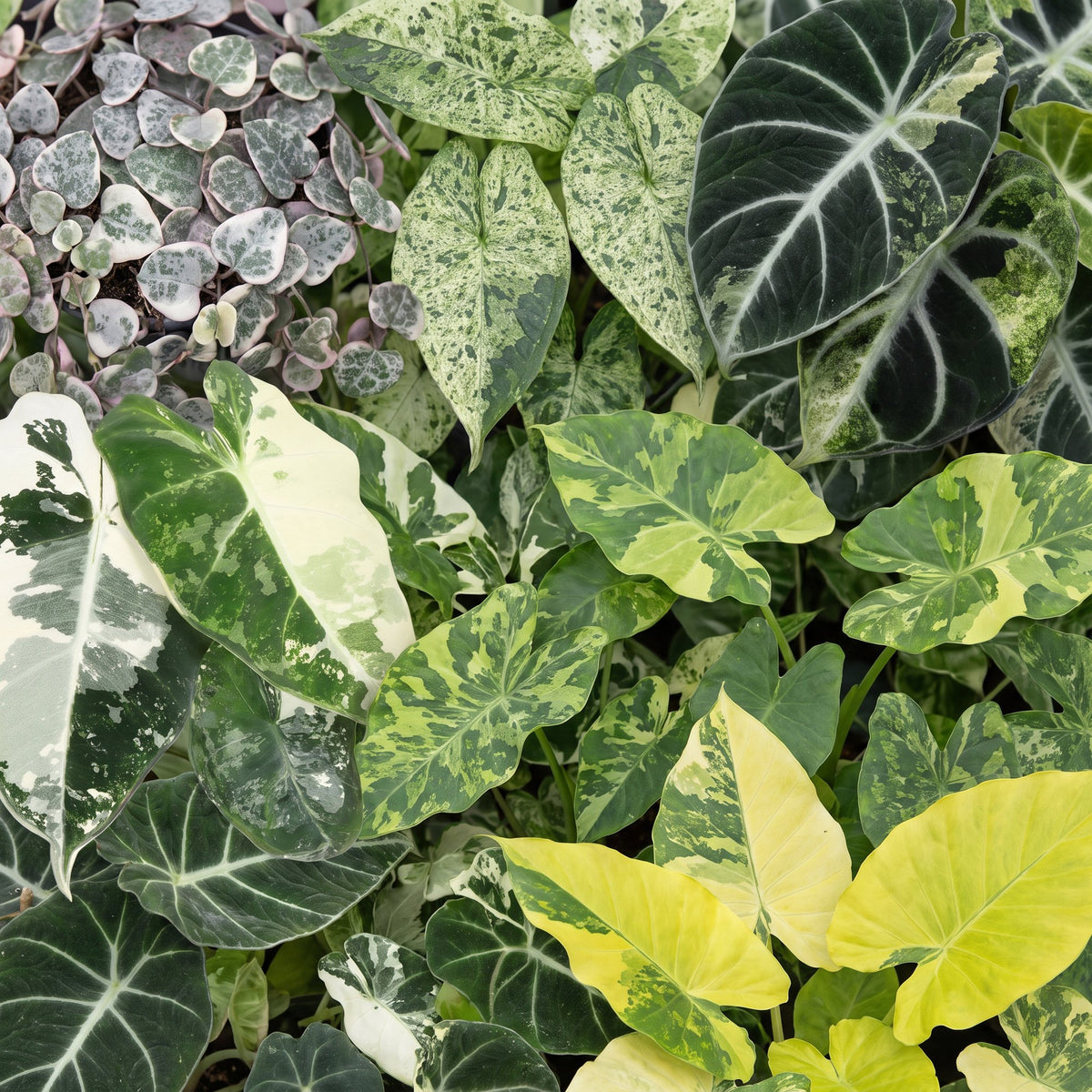 6x Baby Variegata Mix - Assorted - Tropical - incl. Linnea Honey - Ø6cm - ↕10-15cm