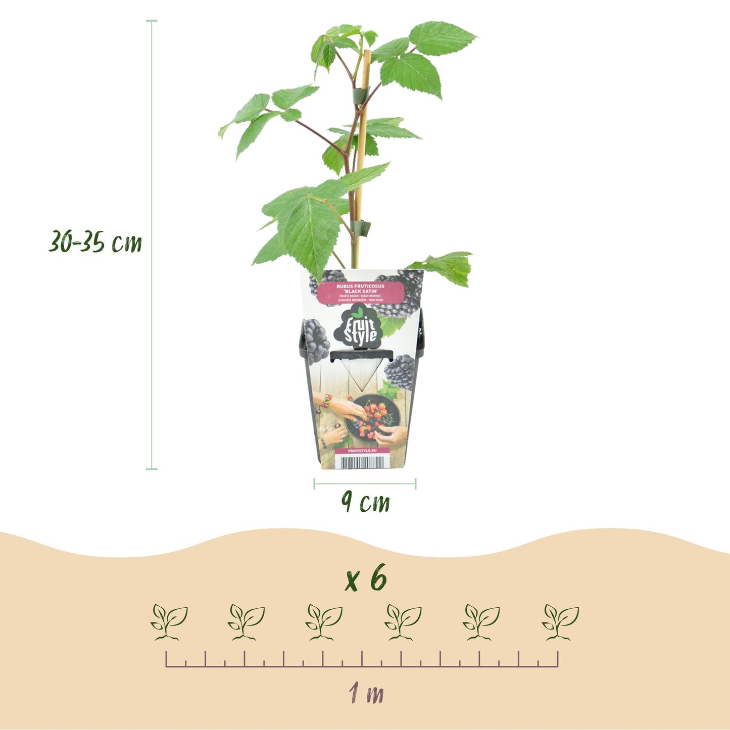 Fruitplanten - Braam - Rubus Black Satin - Winterhard - 6 Planten - Pot 9 cm - Zwarte Braam