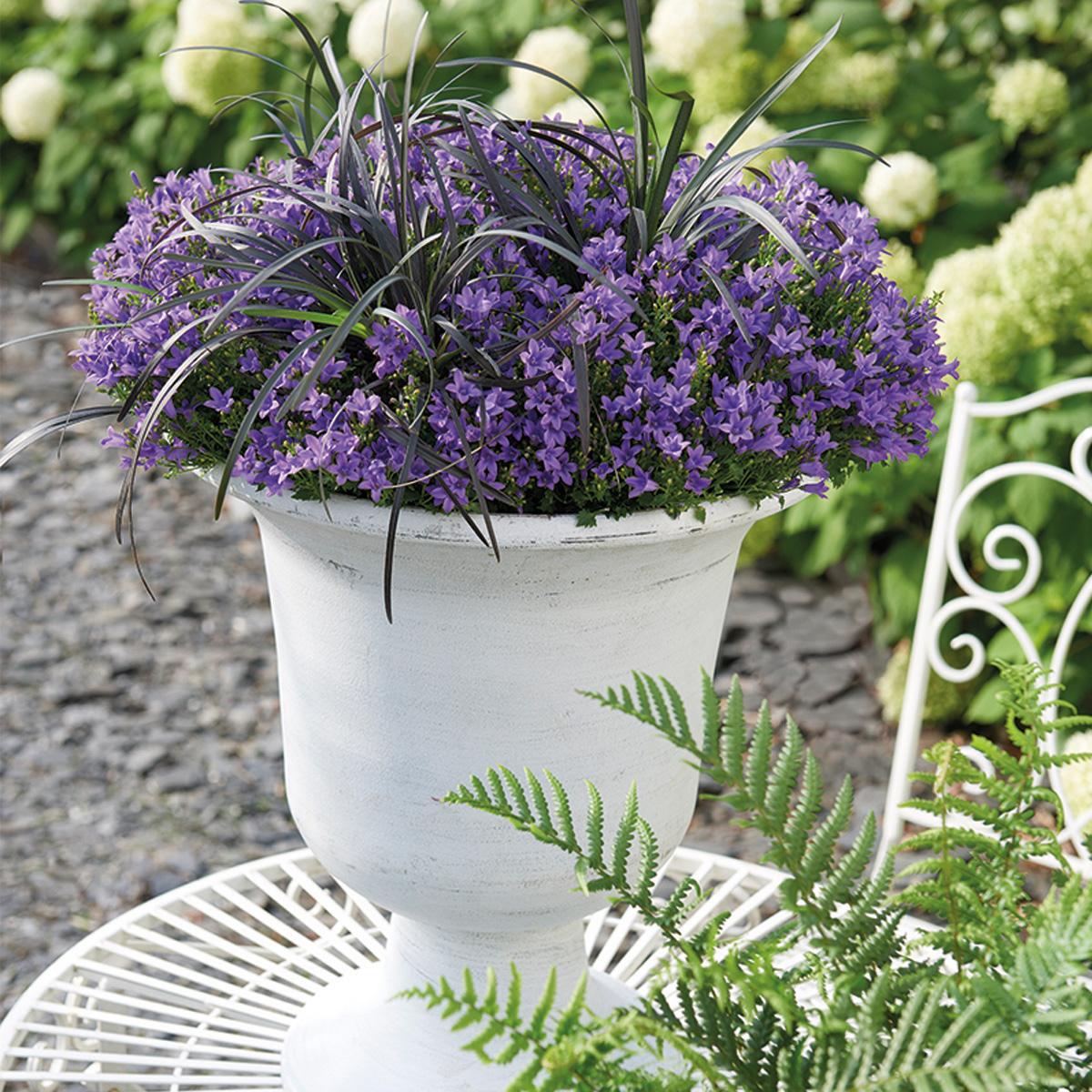 Campanula Addenda - Campanula viola vaso 12cm - pianta perenne - resistente al freddo - Viola