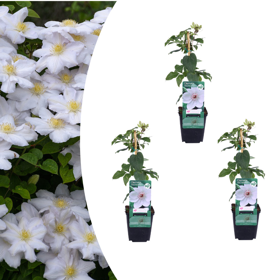 3x Clematis 'Miss Bateman' – P9 pot – elegant white-flowering climbing plant