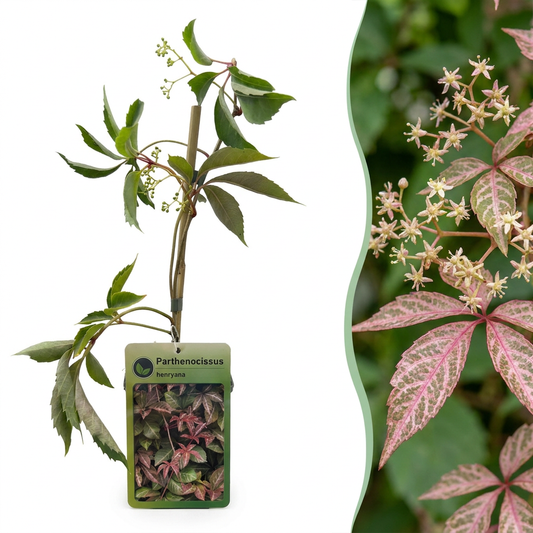 2x Parthenocissus henryana - Chinesischer Wilder Wein - Grün - Kletterpflanze - Ø9cm - ↕35cm