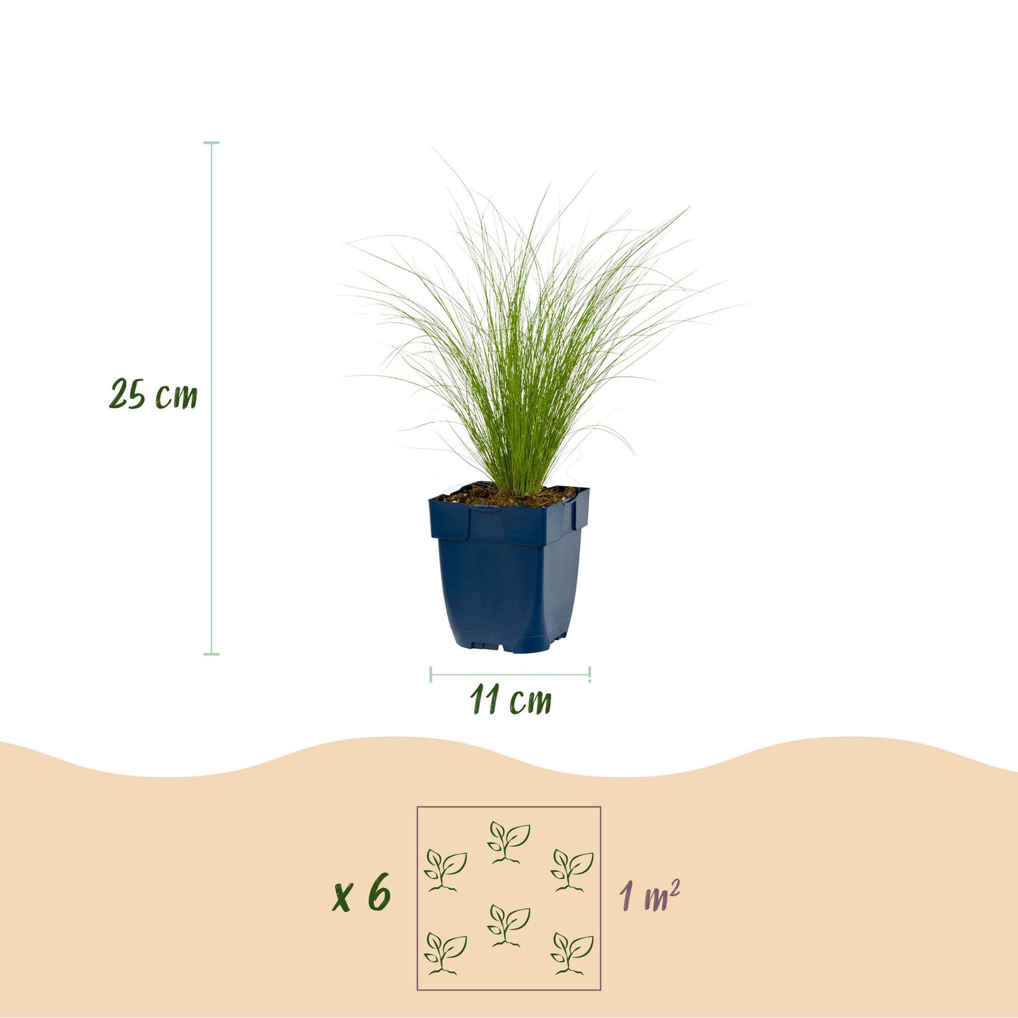 Grassen - Stipa tenuissima Ponytails - Vedergras - Groenblijvend - Groen - 1 Plant - Pot 11cm - Hoogte 15-25cm