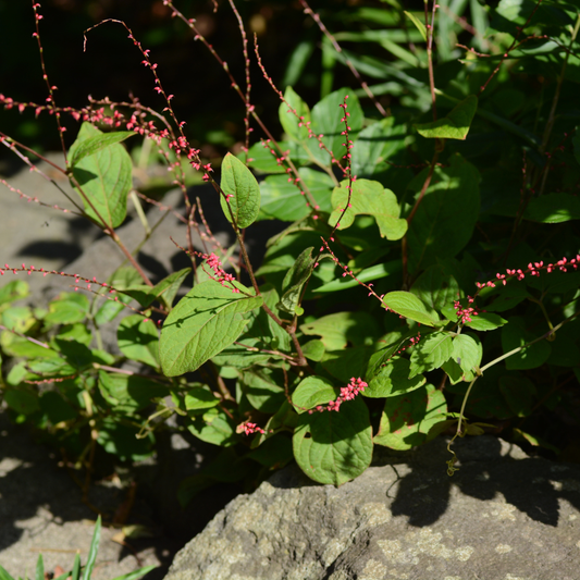 60x Persicaria a. 'Speciosa' - ↕10-25cm - Ø9cm