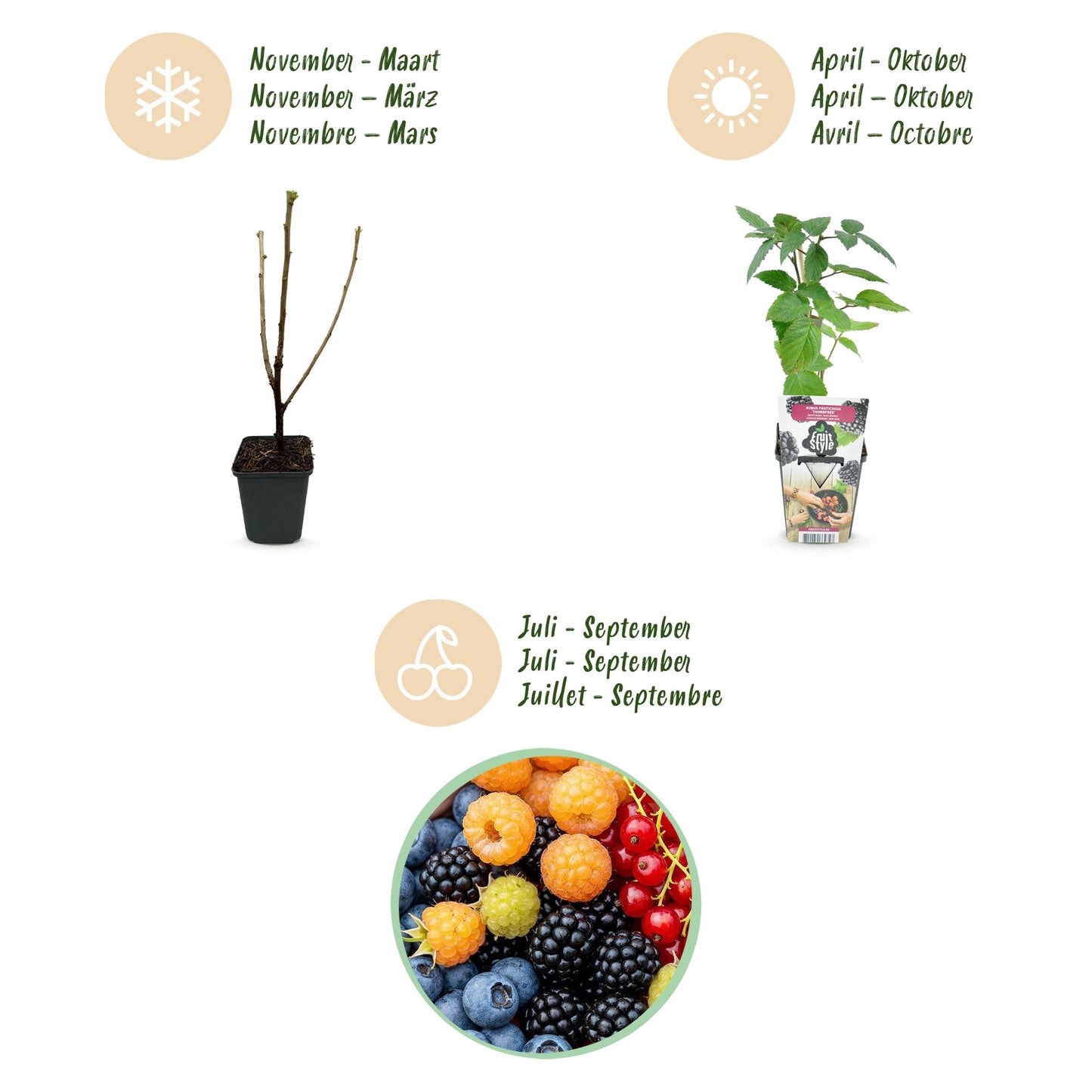 Green boutiQ - Fruit Plants - Rainbow - Red Currant - Yellow Raspberry - Blackberry - Blueberry - Winter Hardy - 4 Plants - 9cm Pot