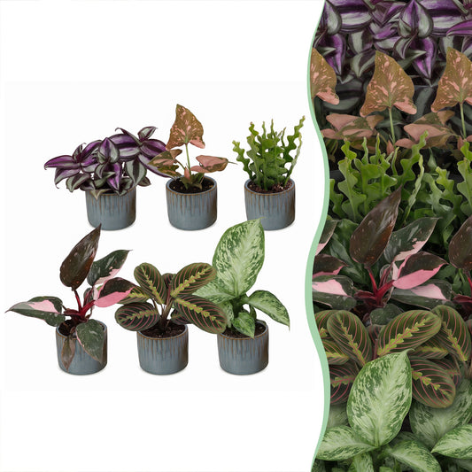 6x Baby Plants Surprise Box - Box a sorpresa piante piccole - Miste - Tropicali - incl. Linnea Misty Blue - Ø6cm - ↕5-15cm