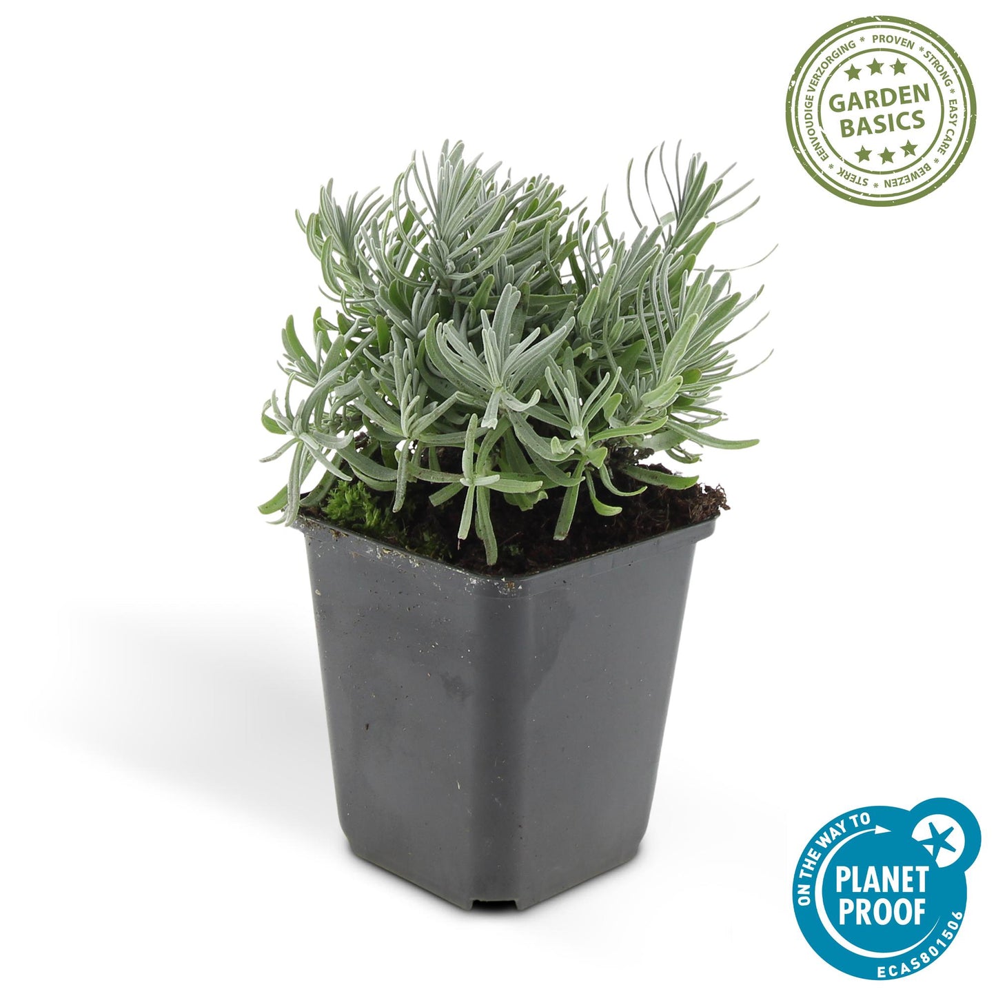 48x Lavandula 'Hidcote' - ↕10-25cm - Ø9cm