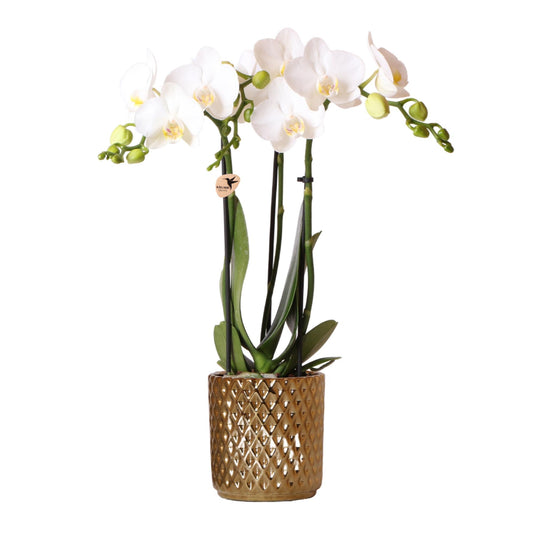 Kolibri Orchids | orchidea Phalaenopsis bianca – Amabilis + vaso decorativo Diamond color oro – dimensioni del vaso Ø9cm | pianta da appartamento fiorita in vaso - fresca dal coltivatore