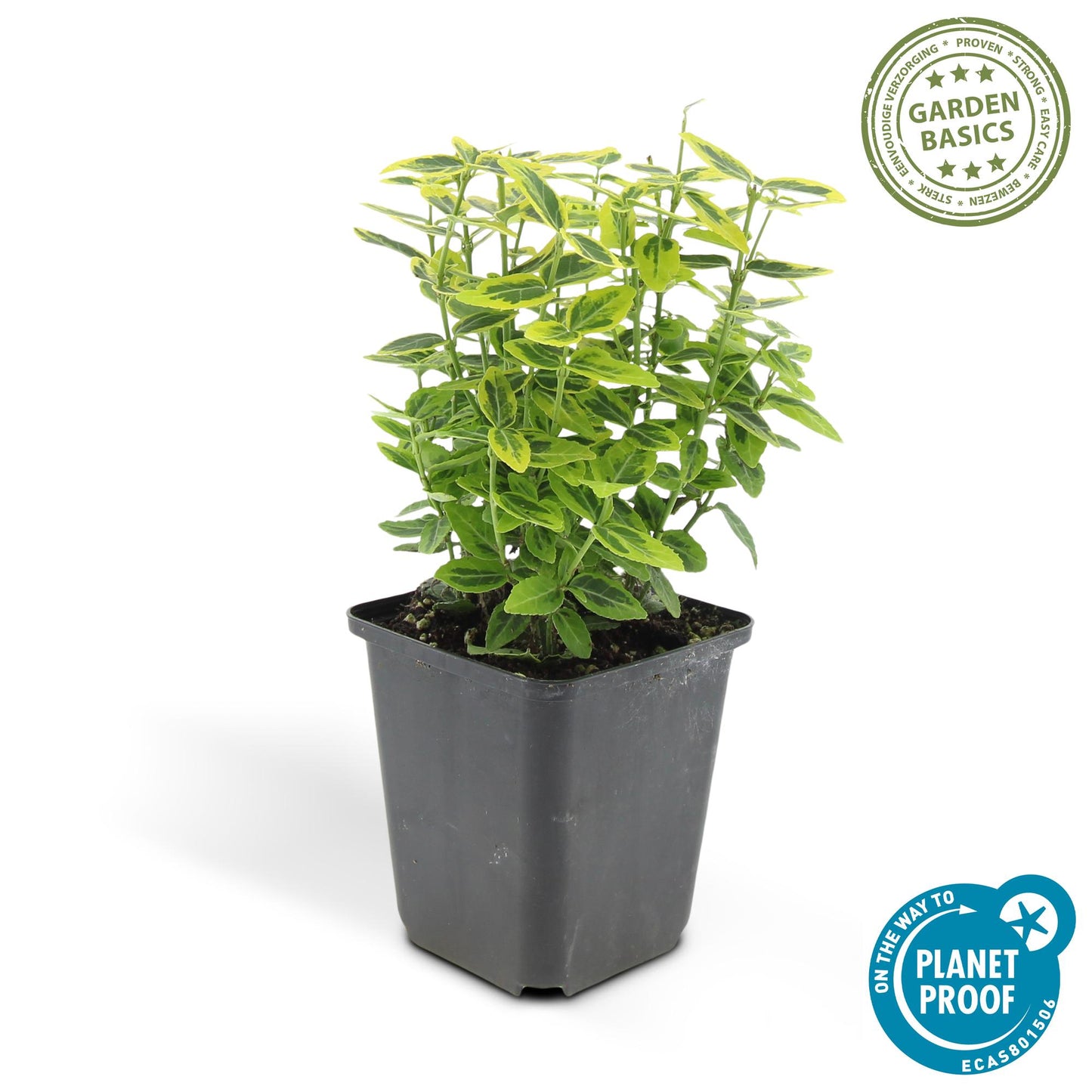 24x Euonymus fort. 'Emerald 'n Gold' - ↕10-25cm - Ø9cm