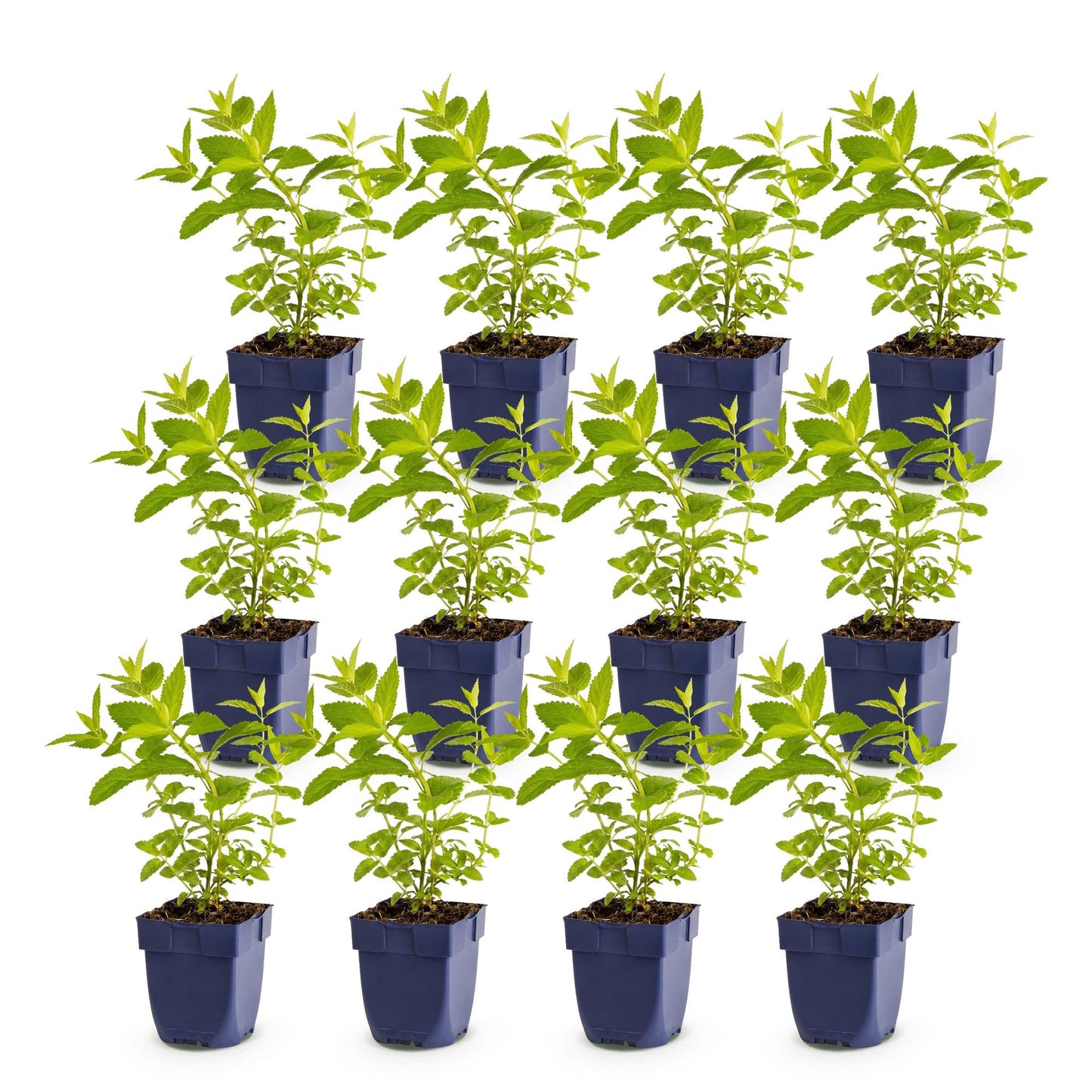 Green boutiQ - Plante vivace - Nepeta sib. Wild Orchid - Herbe à chat - Attire les abeilles et les papillons - Rose - 12 Plantes - Pot 11cm - Hauteur 15-25cm