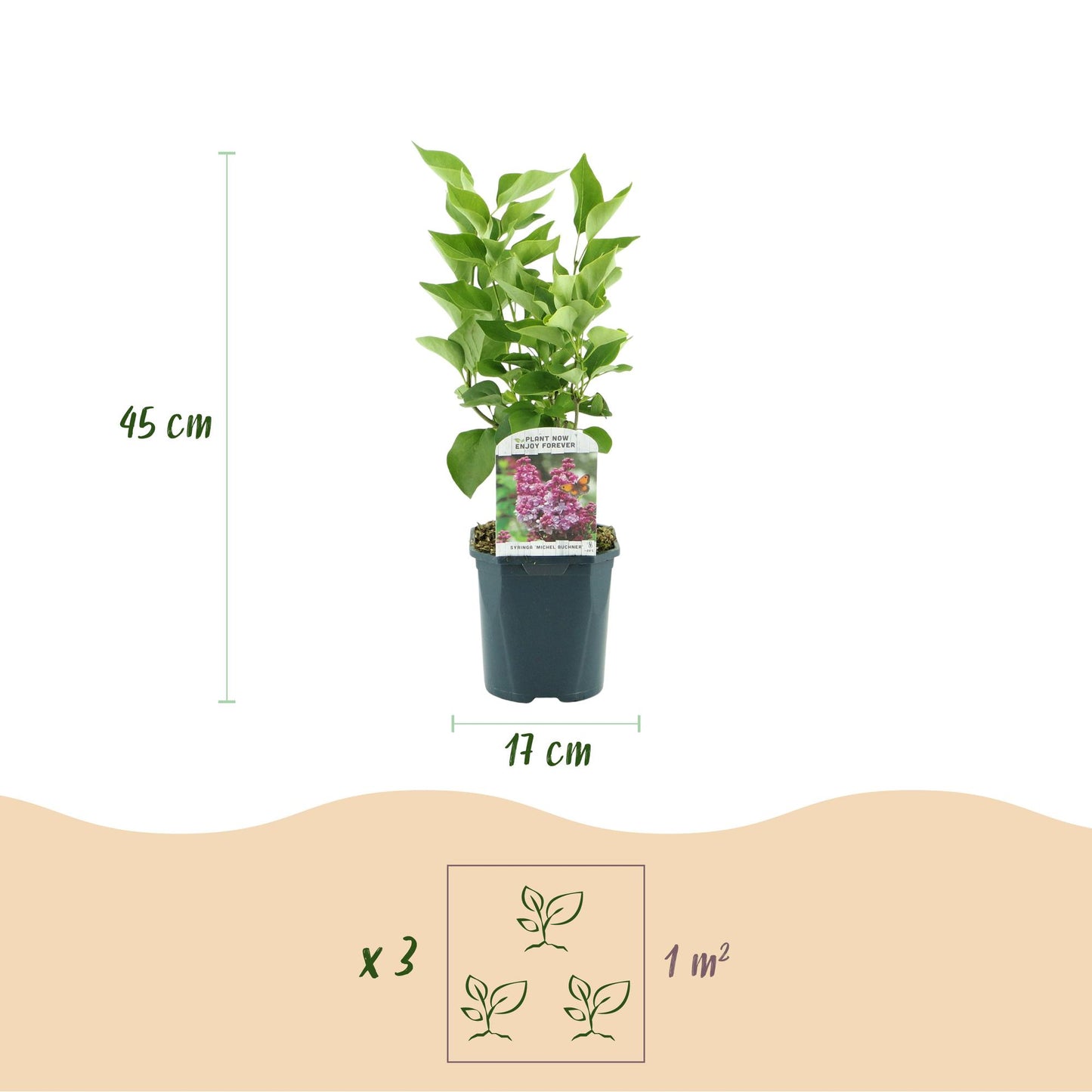 Pianta da Giardino - Syringa vulgaris Michel Buchner - Lillà Comune - Resistente al freddo - Rosa - 1 Pianta - Vaso 17cm - Altezza 45cm