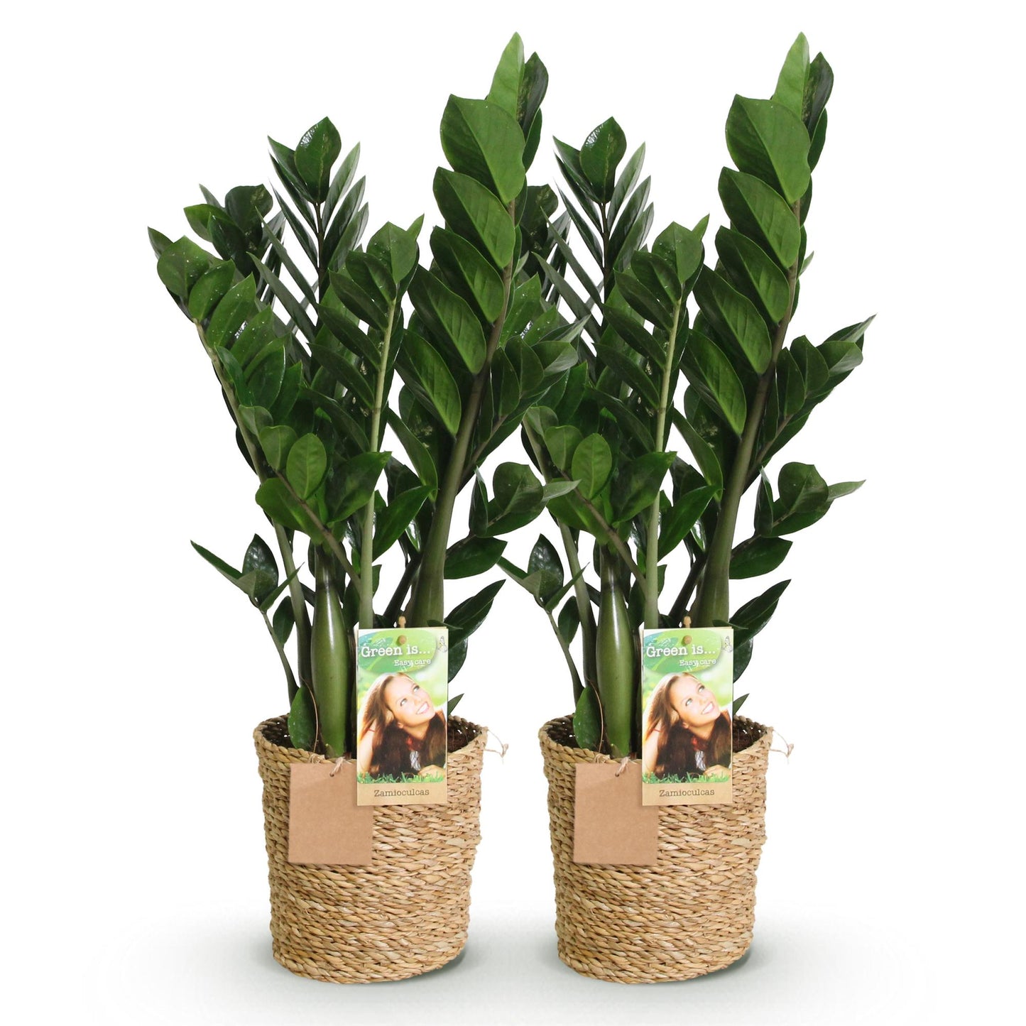 Green BoutiQ - Green is... Houseplants - Zamioculcas - ZZ-plant - Low maintenance - with basket - Green - 2 Plants - Pot 17cm - Height 65-75cm