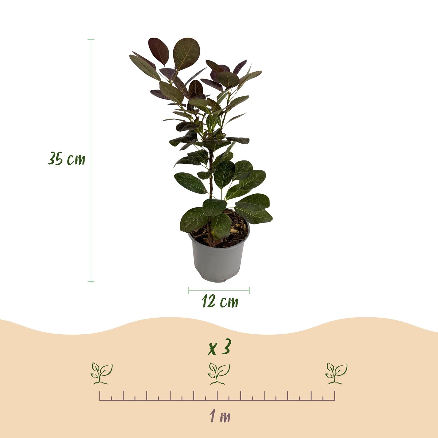 Garden Plant - Cotinus coggyria Tricolour - Purple-Green-Yellow - 3 Plants - Deciduous - Low Maintenance - 12cm Pot Height 35cm