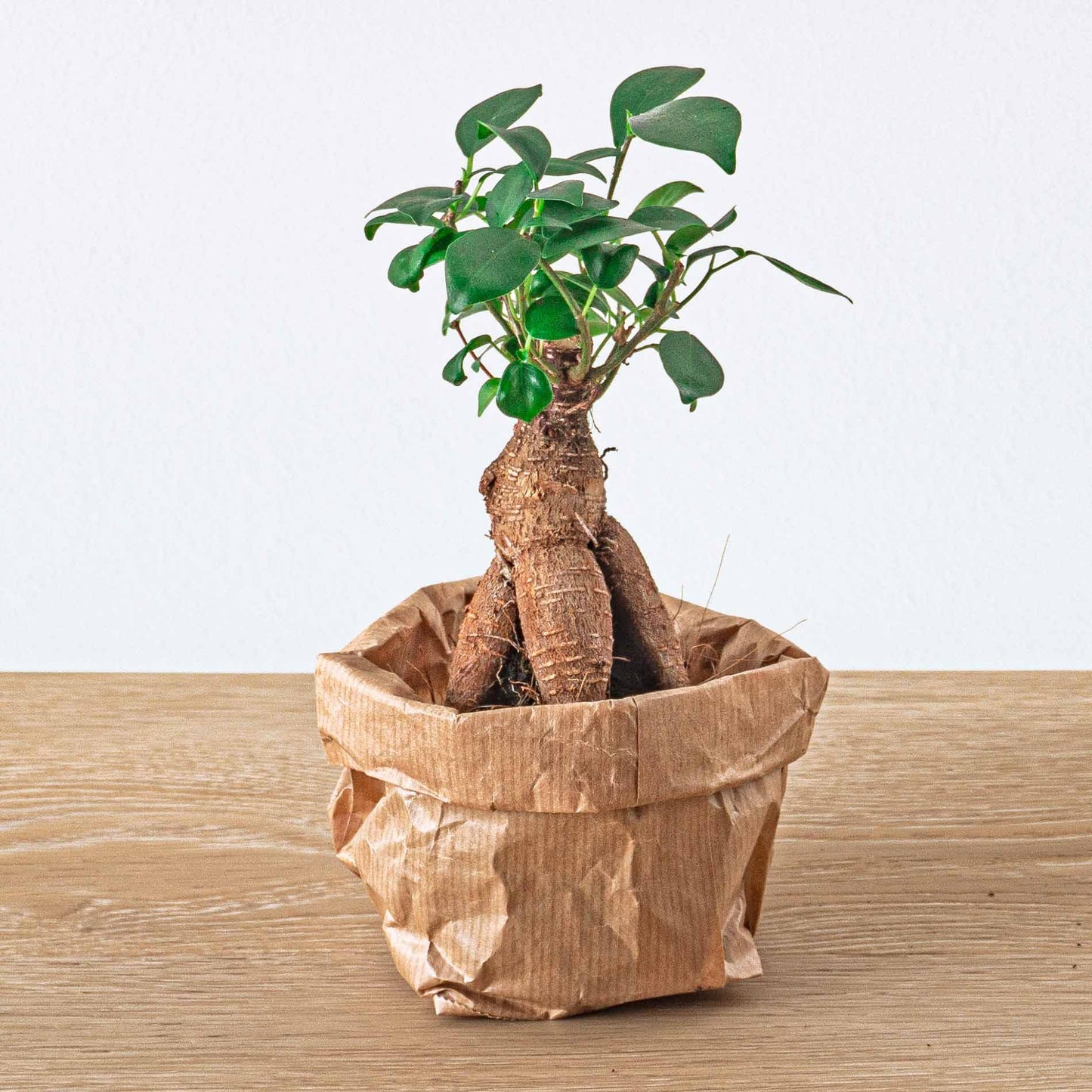 Planten terrarium navulling & Startpakket - Ficus Ginseng bonsai