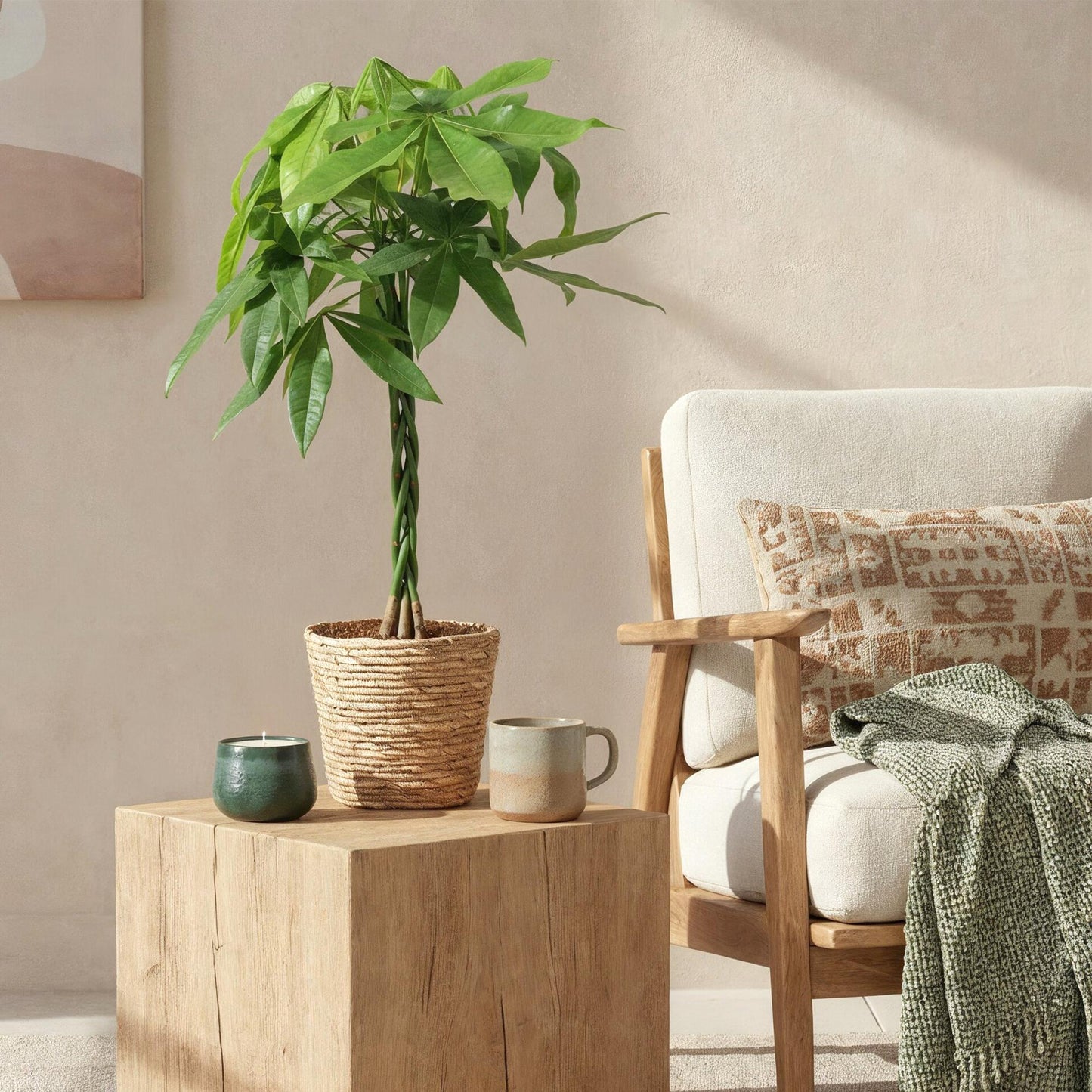 Green BoutiQ - Green is... Houseplants - Pachira Aquatica braided trunk - Money tree - Low maintenance - Green - 1 Plant - Pot 21cm - Height 80-90cm