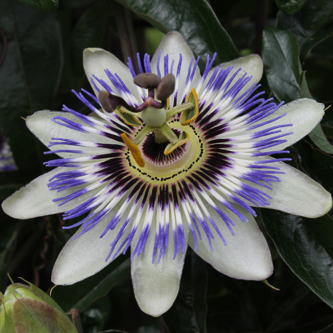3x Passiflora caerulea (Passion Flower) – P9 pot – exotic flowering climbing plant