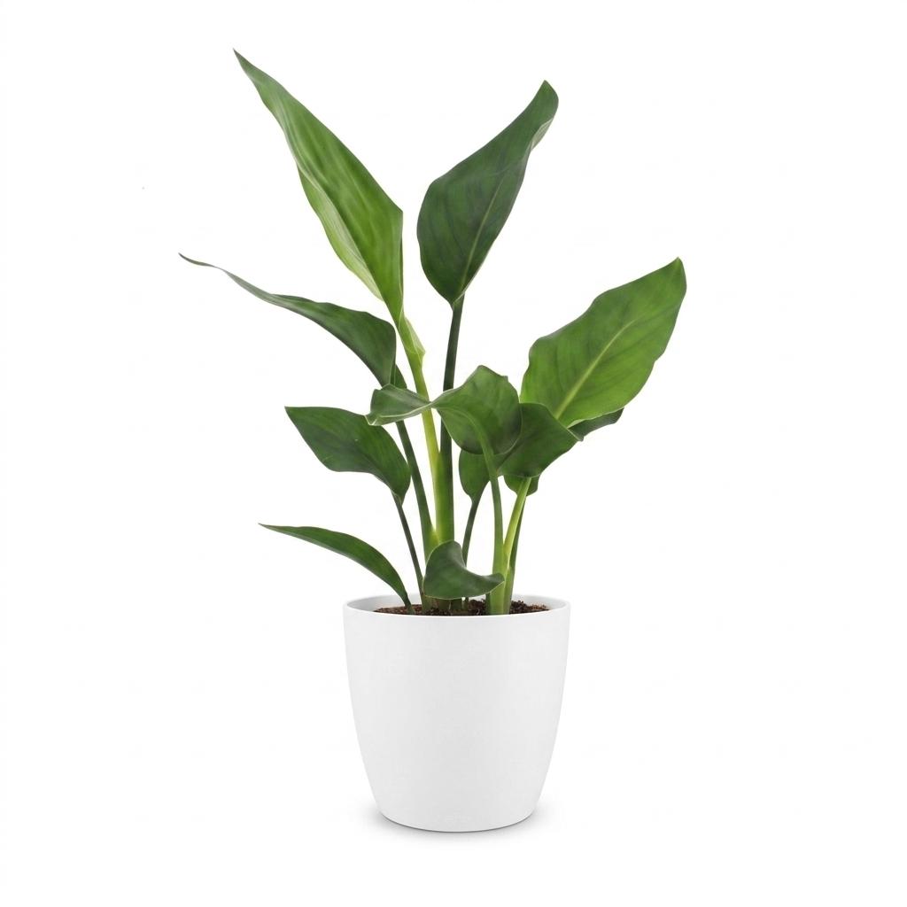 Strelitzia Reginea - Paradijsvogelbloem - 1 Plant - met Potter Wit - Pot 12cm - Hoogte - 35cm